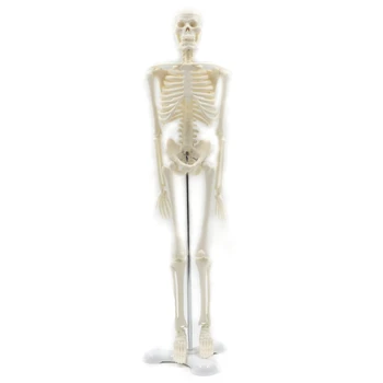 45 см Анатомическая модель скелета человека Плакат Учебное пособие Анатомическая модель скелета человека Изображение