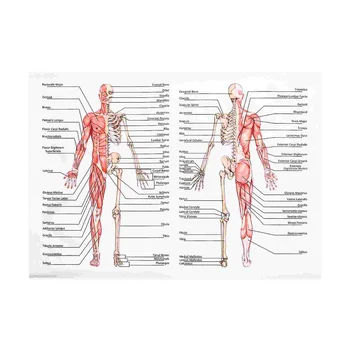 50x70 см Анатомические плакаты Настенная картина мышечный скелет плакат холст художественная печать Образование больница аптека картины Изображение