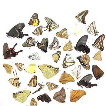 5шт Настоящих образцов бабочек без расправленных крыльев Материалы для самостоятельного изготовления различных насекомых-прототипов бабочек Детский сад Изображение
