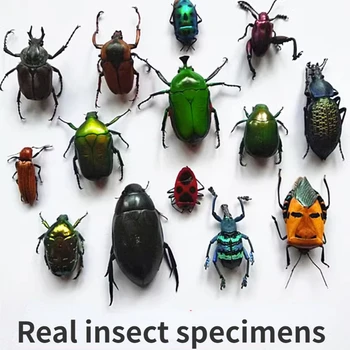 A1 Настоящий образец насекомого Мокрое насекомое Детский подарок Студенческий подарок Научно-популярные учебные пособия Для дома DIY Carfs Изображение