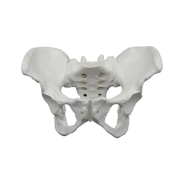G5AA Анатомическая модель женского таза в натуральную величину, женская тазовая кость для акушерских и гинекологических исследований в клинических условиях Изображение