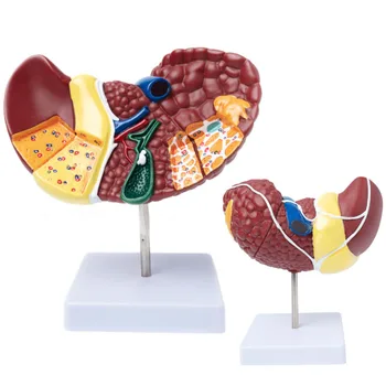 Анатомическая модель патологической печени человека в масштабе 1: 1, демонстрирующая модель обучения анатомии пищеварительной системы Изображение
