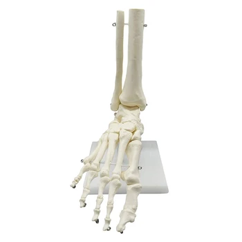Анатомическая модель стопы человеческого скелета 1: 1, ступня и лодыжка с анатомической моделью голени, учебные материалы по анатомии Изображение