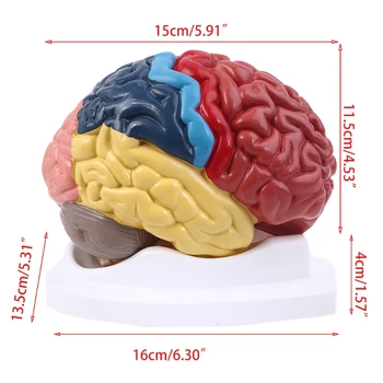 Анатомическая модель Функциональной области человеческого мозга в Натуральную величину для изучения в классе Естественных наук D5QC Изображение