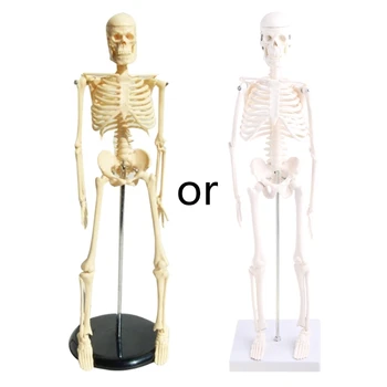 Анатомическая модель человеческого скелета 17 