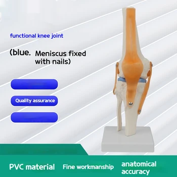 Анатомия человека из ПВХ, Скелетная Функциональная модель кости коленного сустава, Гибкая модель коленного сустава со связками, медицинские учебные пособия Изображение