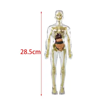 Модель скелета тела в натуральную величину, модель учебного пособия, материал, развивающие игрушки, модель позвоночника человека с подставкой для дисплея Изображение