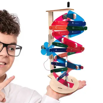 Набор моделей ДНК человеческих генов Научно Образовательные компоненты модели ДНК Гены человека Обучающая игрушка Обучающая модель спирали ДНК Пособие Изображение